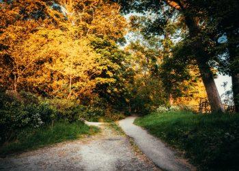The Advantages of Owning Woodland in 2022