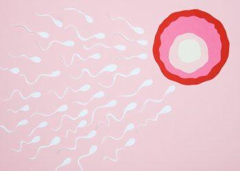 How to Find Perfect Egg Donor in the UK This Year