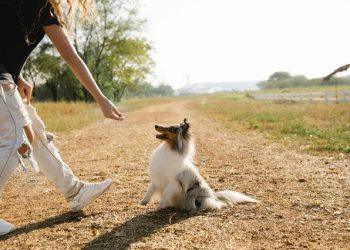 What to Know About a Dog Treat Dispenser