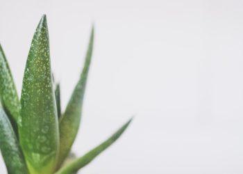 How can aloe vera benefit you?