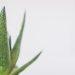 How can aloe vera benefit you?