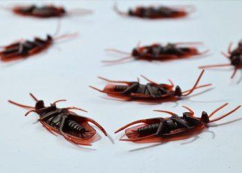 What to Do Before and After Pest Control Treatment