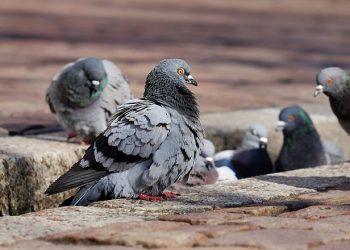 When to use a North London Pest Control Service for Bird Problems
