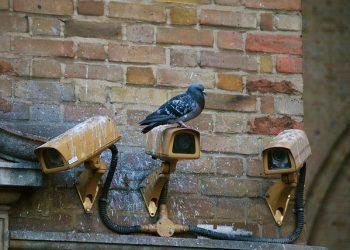 Why Use A Pest Control Service In London?
