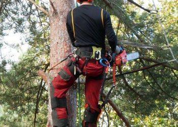 When Do You Need To Call A High Wycombe Tree Surgeon?