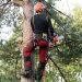 When Do You Need To Call A High Wycombe Tree Surgeon?