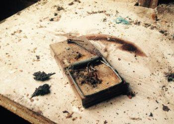 Benefits of Using Professional Pest Control Services in London