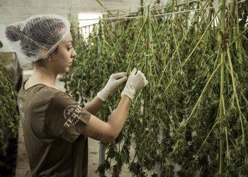 The Therapeutic Benefits Of Medical Marijuana