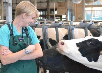 What Does ‘OV’ Mean When It Comes To Vets?