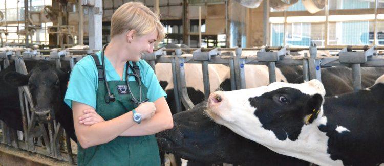 What Does ‘OV’ Mean When It Comes To Vets?