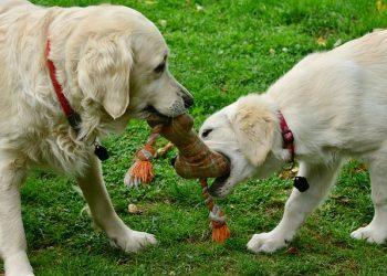 How To Buy A Dog Toy