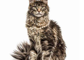 Maine Coon Temperament & Personality