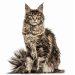 Maine Coon Temperament & Personality