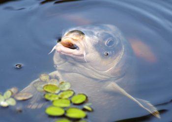 Top Reasons To Have A Koi Pond
