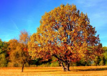 Benefits of Tree Surgery Services for Your Garden