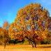 Benefits of Tree Surgery Services for Your Garden