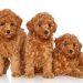 The Pros & Cons Of Bringing A Toy Poodle In To Your Family