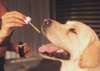 Benefits of CBD for Pets
