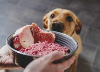 Top 10 Reasons to Feed Your Dog Raw
