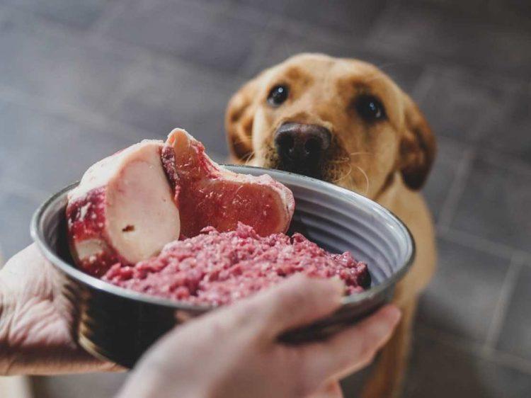 Top 10 Reasons to Feed Your Dog Raw
