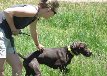 Advantages & Disadvantages Of Dog Remote Collars