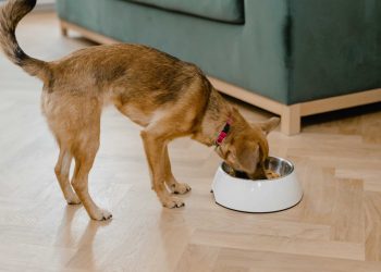 What You Need to Know About Dogs & Weetabix