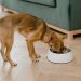 What You Need to Know About Dogs & Weetabix