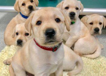 Puppy Love: How to Choose the Right Breed When Looking for Puppies for Sale