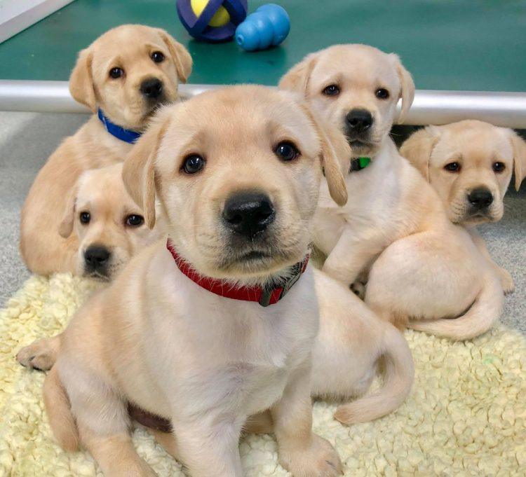 Puppy Love: How to Choose the Right Breed When Looking for Puppies for Sale