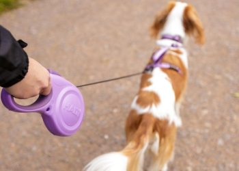 How to Train Your Dog to Use an Extendable Dog Lead