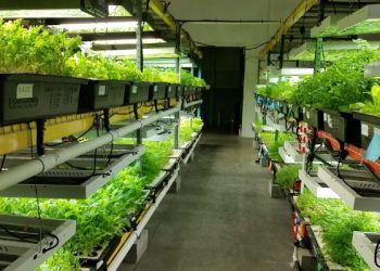 Growing Your Own Plants? A Hydrochronic Store Can Help