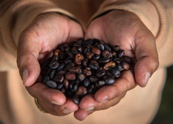 Kopi Luwak: How Tradition and Modern Demand Shape the World’s Most Exclusive Coffee