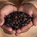 Kopi Luwak: How Tradition and Modern Demand Shape the World’s Most Exclusive Coffee