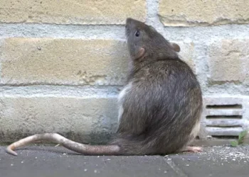 Natural Rodent Deterrent: The Upsides of Repellent Over Lethal Choices