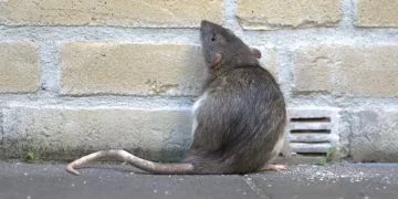 Natural Rodent Deterrent: The Upsides of Repellent Over Lethal Choices