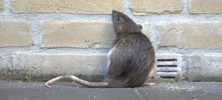 Natural Rodent Deterrent: The Upsides of Repellent Over Lethal Choices