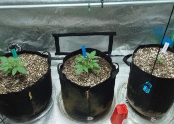 Nature’s Blissful Journey: Discovering the Secrets of Blue Dream