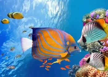 Diving Hurghada: A Gateway to the Underwater Wonders of the Red Sea