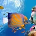 Diving Hurghada: A Gateway to the Underwater Wonders of the Red Sea