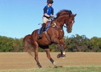 Dancing with Trust: A Journey of Shared Language Through Horse Tricks