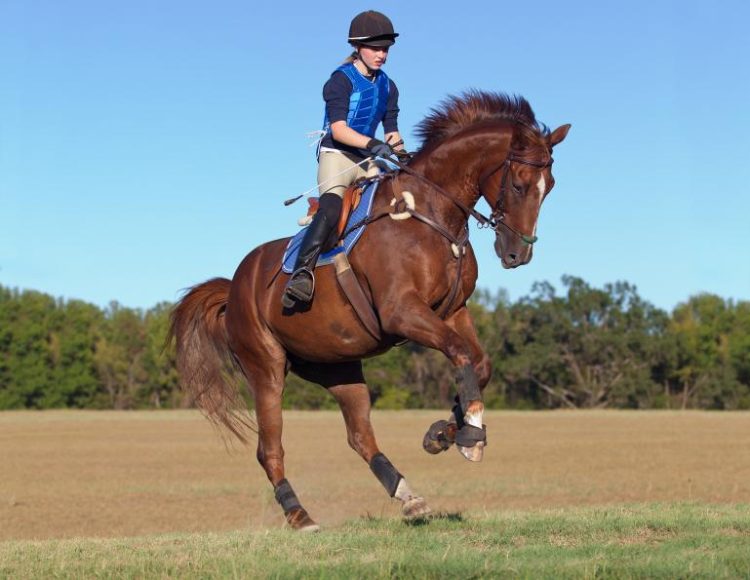 Dancing with Trust: A Journey of Shared Language Through Horse Tricks