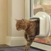 The Role of Proper Cat Flap Installation in Maintaining Your Home’s Energy Efficiency