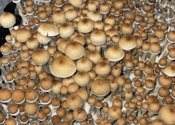 All You Need To Know About Golden Teacher Spores
