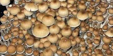 All You Need To Know About Golden Teacher Spores