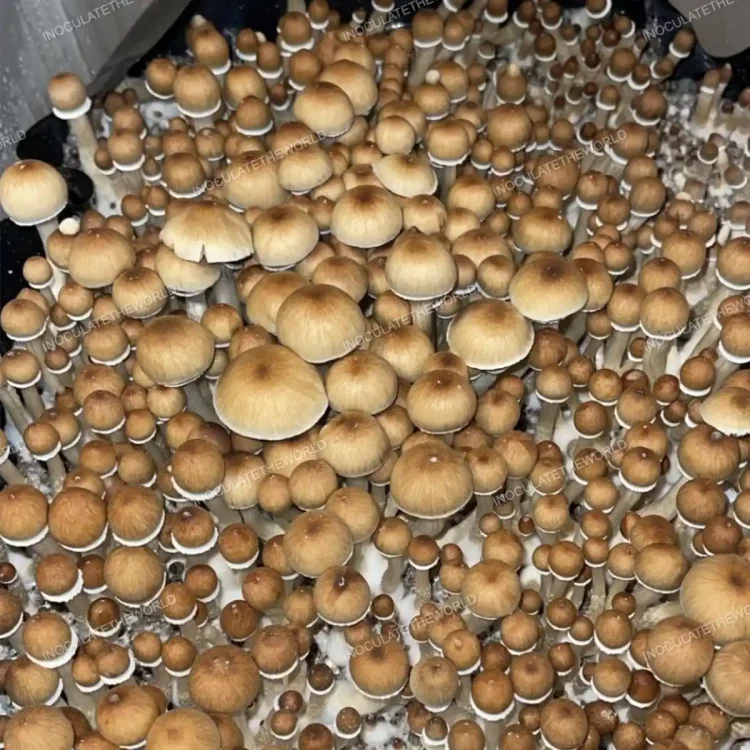 All You Need To Know About Golden Teacher Spores