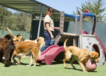 Bournemouth’s Booming Dog Day Care Industry: A Closer Look