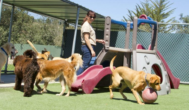 Bournemouth’s Booming Dog Day Care Industry: A Closer Look