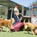 Bournemouth’s Booming Dog Day Care Industry: A Closer Look