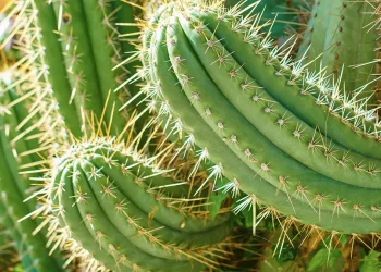 The Role of San Pedro Cactus in Enhancing UK Biodiversity
