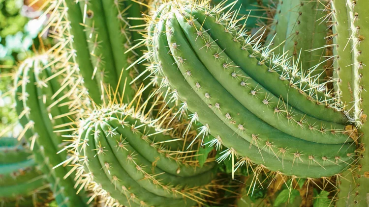 The Role of San Pedro Cactus in Enhancing UK Biodiversity